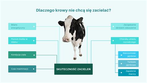 schemat przedstawiający znaczenie słomy w hodowli bydła, z ilustracją zniszczonych balotów