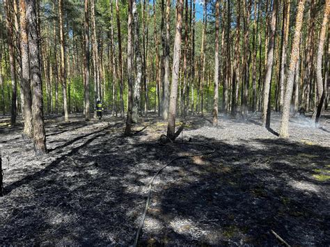 Zniszczenia po pożarze lasu, dym unoszący się nad drzewami