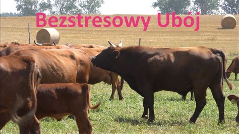 zdjęcie ewakuowanych byków