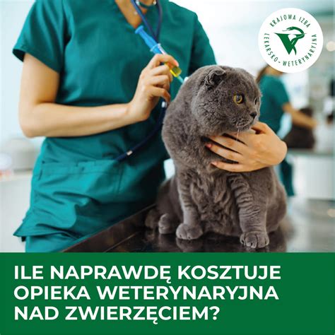 Zdjęcie przedstawiające stan psa po interwencji: konieczna opieka weterynaryjna i regeneracja organizmu.