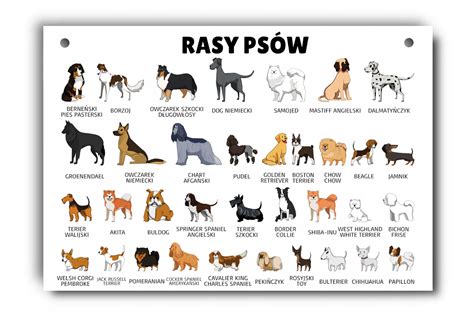 Infografika przedstawiająca podział specjalizacji psów ratowniczych: terenowe, gruzowiskowe, lawinowe i wodne