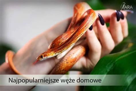 Wąż zbożowy, typ często hodowany jako zwierzę domowe