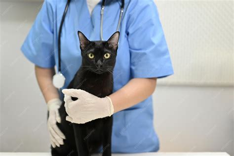 zdjęcie kota potrzebującego pomocy weterynaryjnej