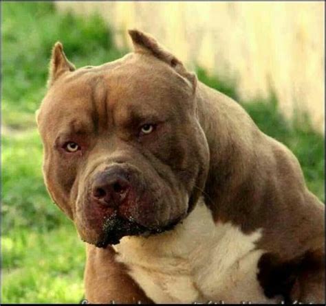 zdjęcie przyjaznego psa Pitbulla