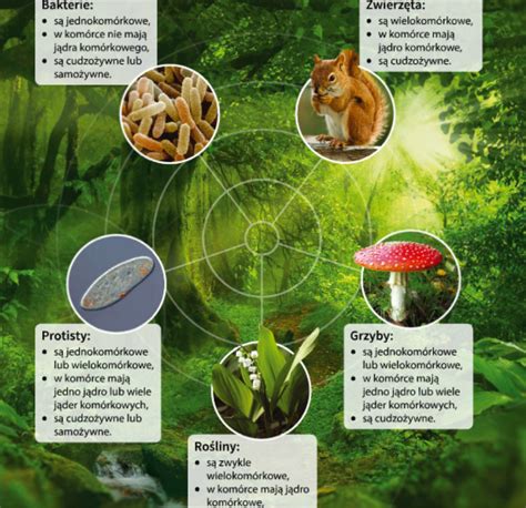 infografika przedstawiająca różne rodzaje nocników i ich cechy