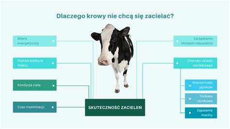 Schemat przedstawiający lokalizację zmian ospowych na skórze wymienia i błonach śluzowych u krowy