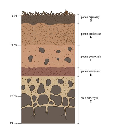 profil glebowy Rącznej