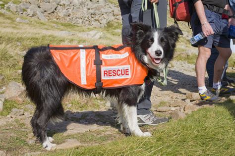 Photo of a search and rescue dog successfully passing an agility course