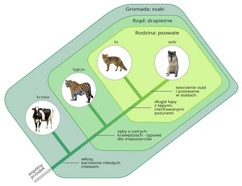 Schemat drzewa rodowego La Valette z zaznaczoną pozycją Arjana.