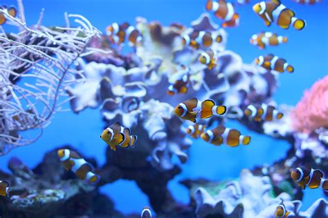 Błazenek (rybka Nemo) pływający w akwarium, ujęcie z wystawy Oceanarium