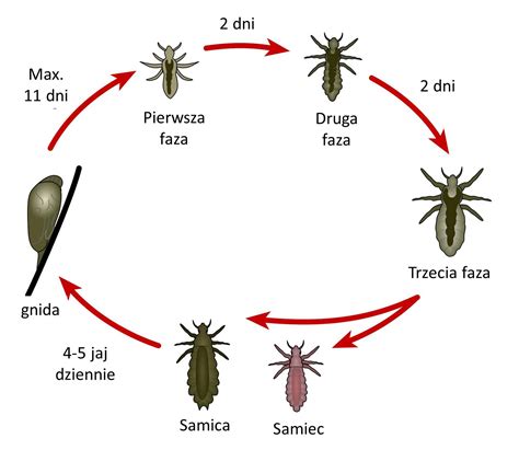 infografika przedstawiająca cykl rozwojowy wszy głowowej: od jaja (gnidy) do dorosłego osobnika