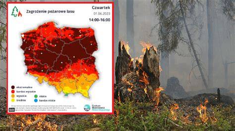 zdjęcie lasu w Gogolewie dotkniętego pożarem