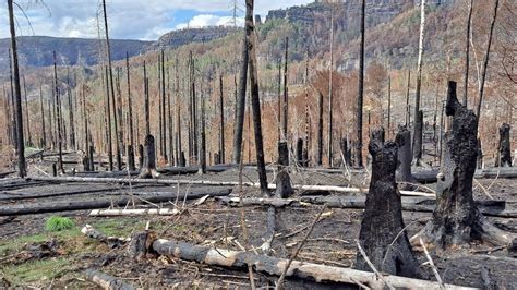 pogorzelisko po pożarze w Pszowie