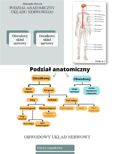 schemat anatomiczny dalmatyńczyka z zaznaczeniem proporcji sylwetki