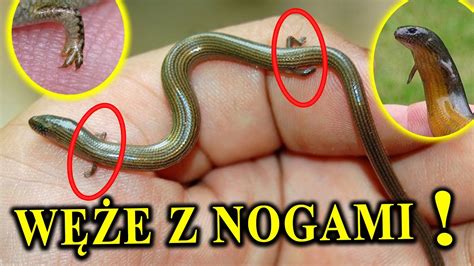 Porównanie węża półsztywnego i płasko składanego