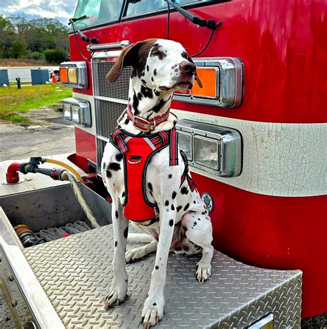 Thematic photo of Marshall the dalmatian in his fire uniform