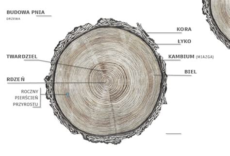 schematyczny przekrój Grenfell Tower z zaznaczonymi piętrami i miejscem wybuchu pożaru