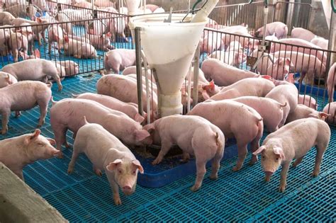 Duża ferma trzody chlewnej objęta pożarem, z widocznymi kłębami dymu i strażakami