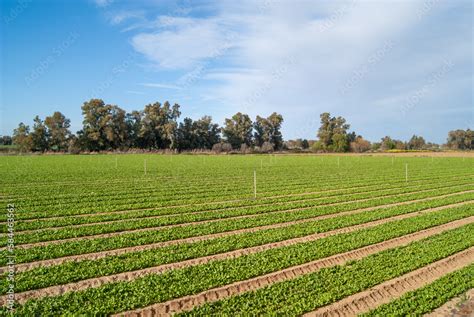 zdjęcie zniszczonych pól uprawnych po pożarze