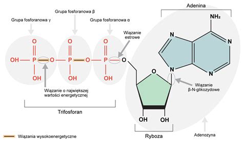schemat budowy cząsteczki eteru dietylowego
