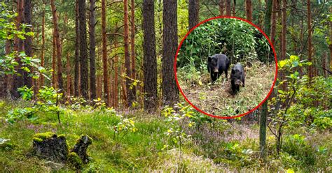 Widok na nowoczesną wieżę obserwacyjną strunobetonową w Kampinoskim Parku Narodowym z zamontowanymi kamerami
