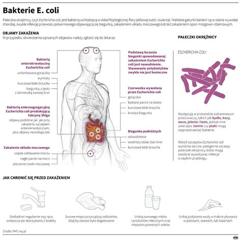 Infografika wyjaśniająca zagrożenia związane z bakteriami coli w wodzie pitnej