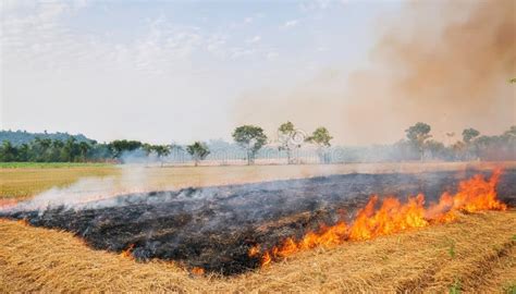 Thematic photo of a forest fire or agricultural fire