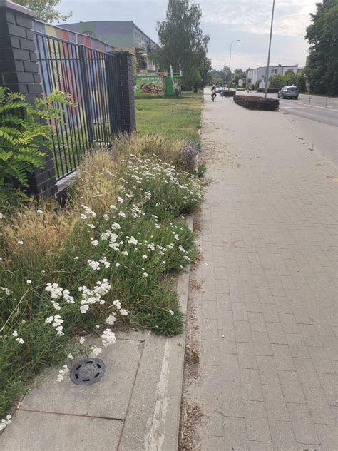 Przykład zadbanej zieleni miejskiej po koszeniu i przycięciu żywopłotów