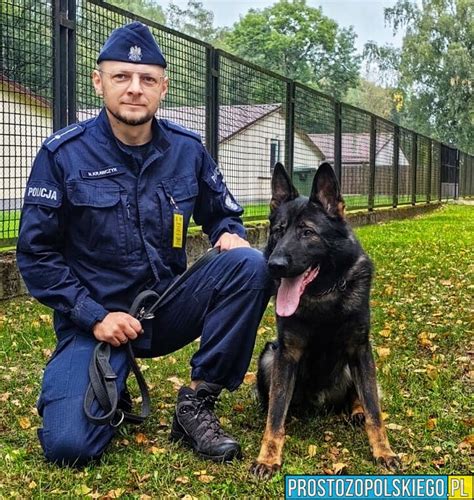 pies służbowy w profesjonalnej uprzęży K9 Thorn