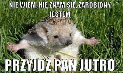 Memy o Jarosławie Kaczyńskim i zwierzętach