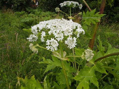 zdjęcie barszczu Sosnowskiego z zaznaczonymi liśćmi i kwiatostanem