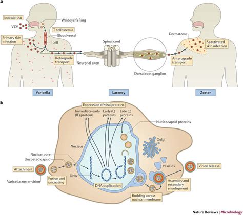 Diagram showing the life cycle and spread of VZV in the human body