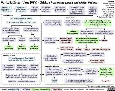 Infografika przedstawiająca drogi przenoszenia wirusa Varicella Zoster (VZV) w zależności od postaci choroby