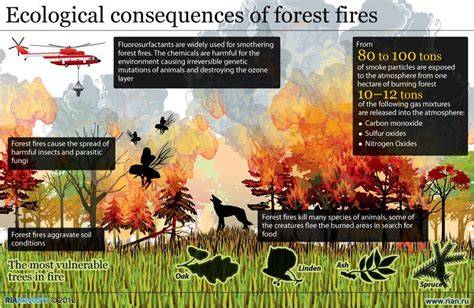 Infographic showing the ecological consequences of forest fires