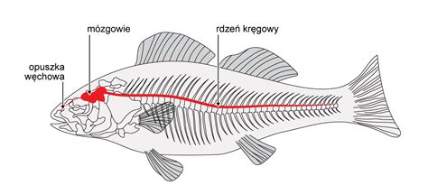 Schematyczny rysunek pokazujący różnicę w długości ochrony woderów: od pasa w dół i od ud w dół.