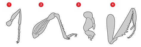 grafika prezentująca różne elementy odzieży MDP