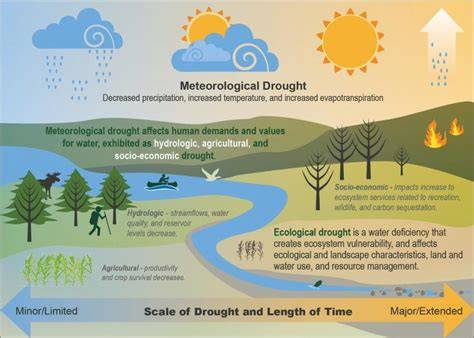 Infographic illustrating forest drought conditions