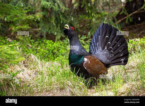 Photo of a Capercaillie (Głuszec) in its natural habitat