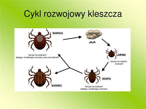 Schemat przedstawiający cykl rozwojowy kleszcza i mechanizm wnikania krętków Borrelia do organizmu człowieka