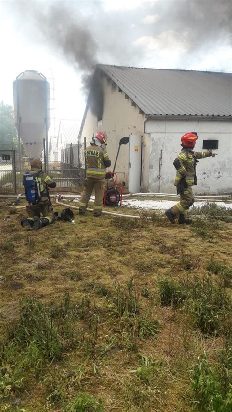 Zdjęcie przedstawiające akcję gaśniczą w zniszczonej ogniem chlewni