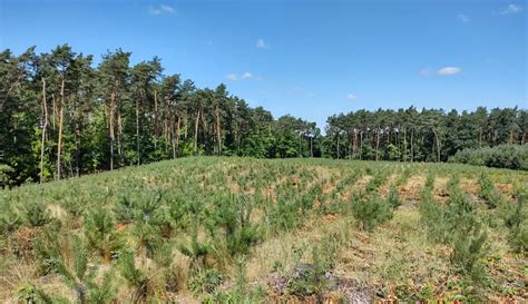 Zdjęcie przedstawiające młody, odbudowany las na terenie dawnego pożarzyska