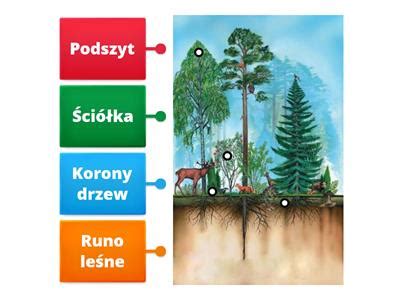 Schemat budowy remizy leśnej z uwzględnieniem warstw roślinności i punktów schronienia dla fauny