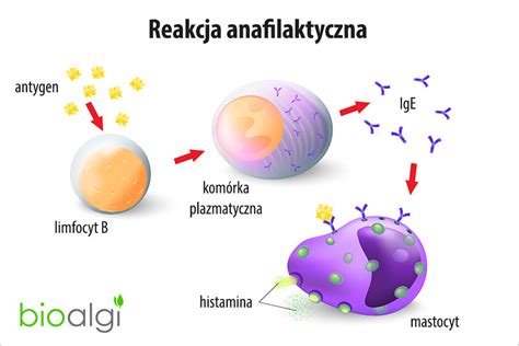 Ilustracja przedstawiająca schemat reakcji anafilaktycznej w organizmie.
