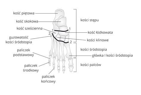 schemat przekroju stopy Ceranium Glissee z zaznaczonymi trzema strefami kanałów parowych