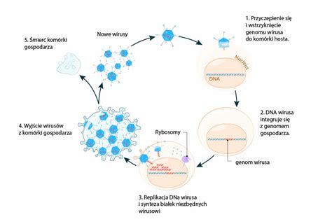 Schemat przedstawiający drogi transmisji wirusa Coxsackie, wywołującego chorobę dłoni, stóp i jamy ustnej