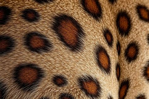 Zbliżenie na charakterystyczne, cętkowane umaszczenie dalmatyńczyka.