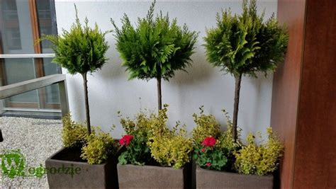 Zdjęcie przedstawiające kilka donic z brzozy z różnymi roślinami, ustawionych na tarasie.