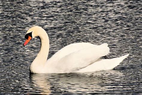 zdjęcie łabędzia na stawie lub strażaków podczas akcji