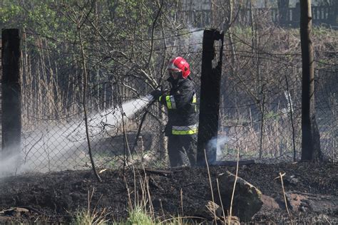 zdjęcie altany na ogródkach działkowych objętej pożarem