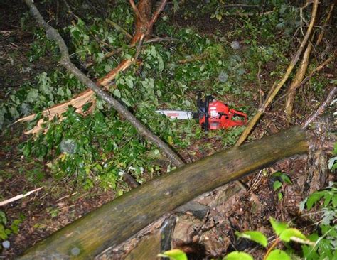 zdjęcie uszkodzonego przez burzę drzewa